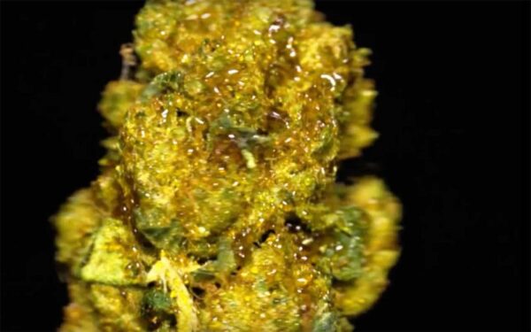 sunrock strain