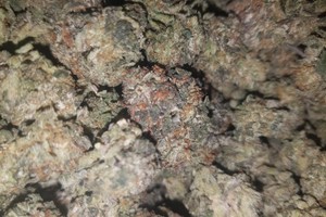 Blue Cookies