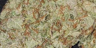 Gorilla Glue