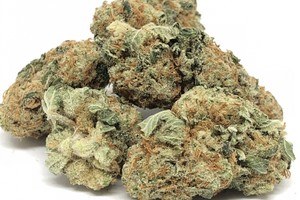 INDICA DOMINANT HYBRID STRAINS