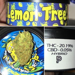 Lemon Tree