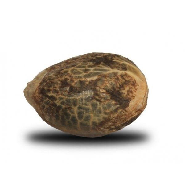 Sour Diesel Feminized Seeds