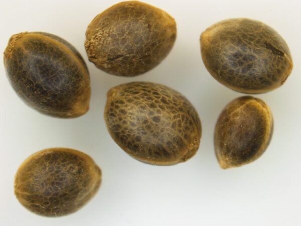 Blue Afghani Feminized Seeds