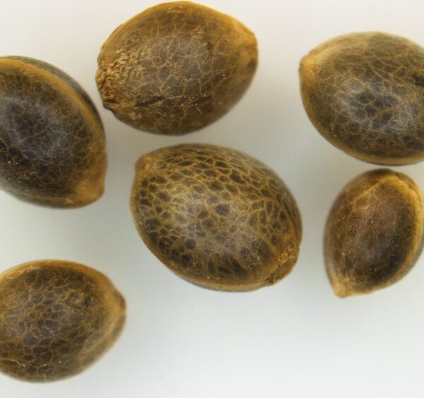 Blue Afghani Feminized Seeds