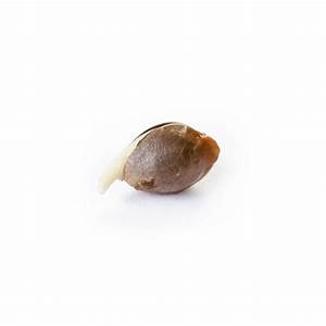 Blue Dream Feminized Seed