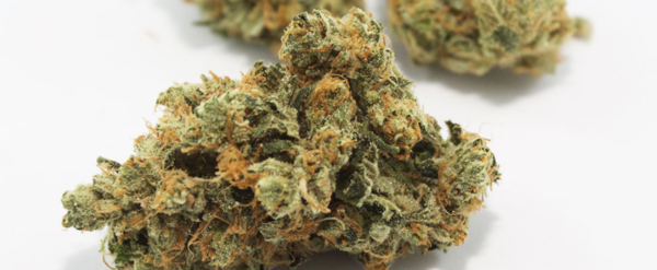 khalifa kush Strain
