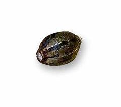 Purple Kush Feminized Seeds