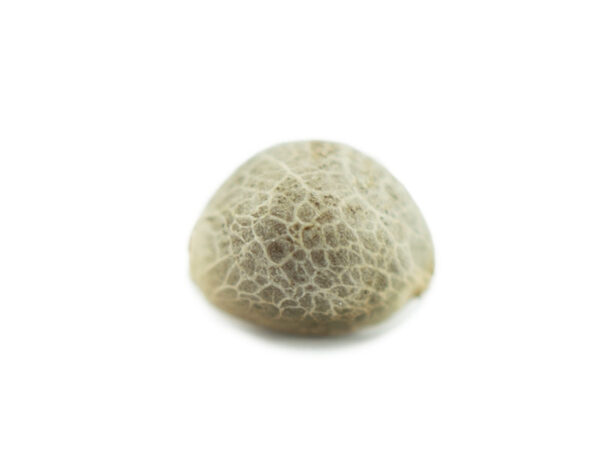 White Widow Feminized Seeds