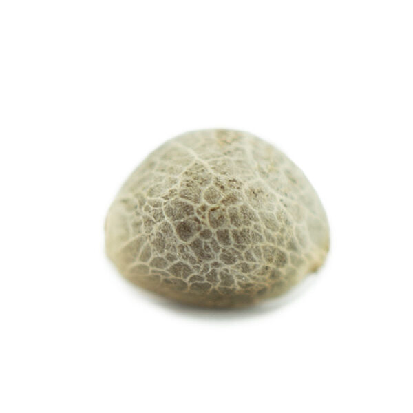 White Widow Feminized Seeds