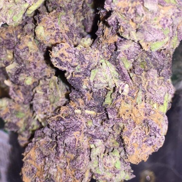 Purple Haze Strain
