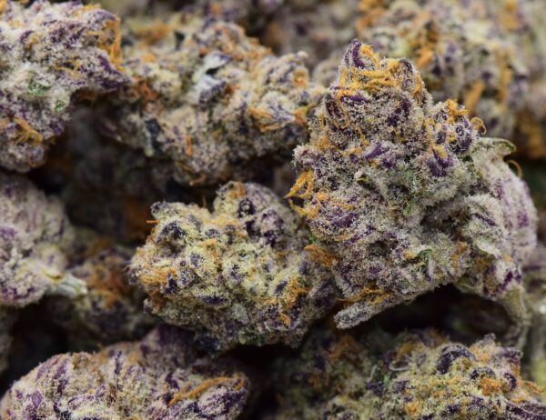Purple Punch Strain