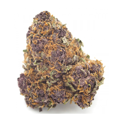 Purple Kush Strain