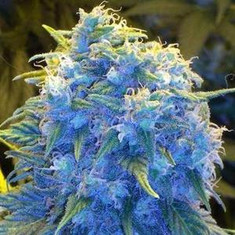 Aussie Blue Strain