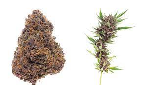 Forbidden Fruit Strain