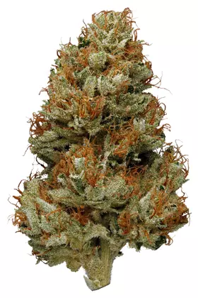 Green Haze Strain