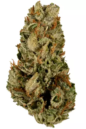 Snoop Master Kush