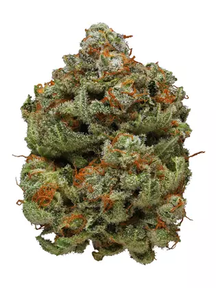 Watermelon Strain