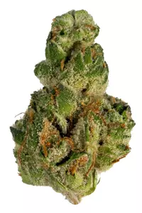 GMO Strain
