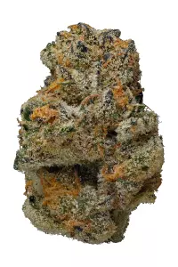 Jenny Kush strain