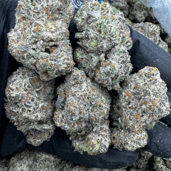 Oreo Gelato strain