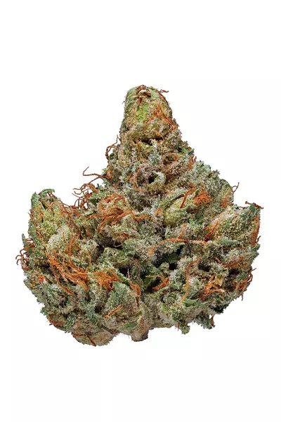 Master kush strain